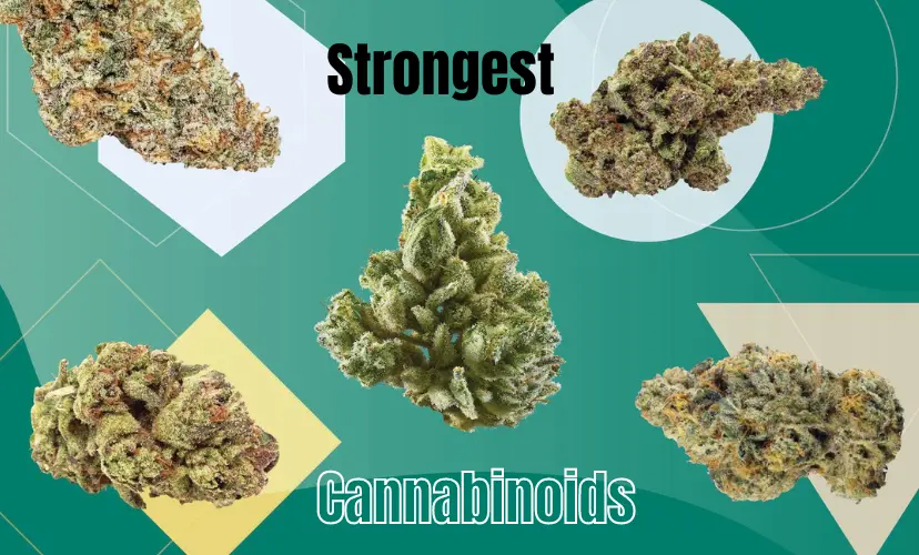 Strongest Cannabinoids